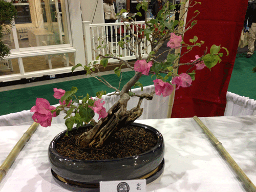 30 year old Bougainvillea from the Richmond Bonsai Society